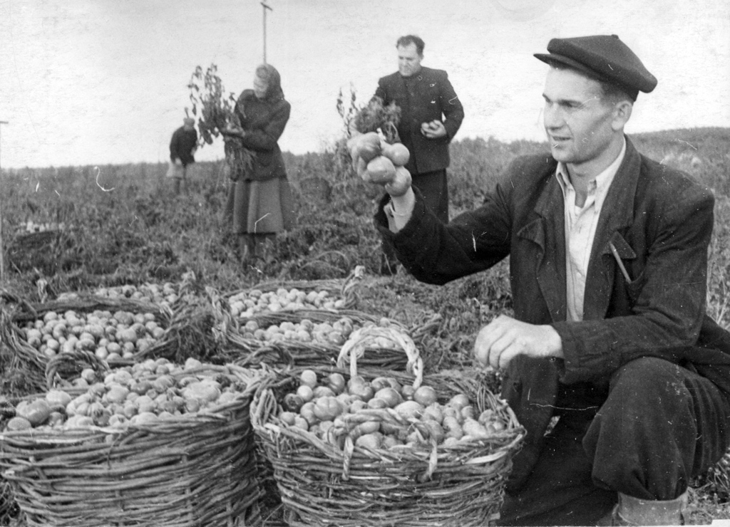 Агроном Ю. Баландин отбирает помидоры на семена. Колхоз «Путь к коммунизму» Холмогорского района. 1953 год